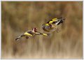 Chardonneret en vol (2)